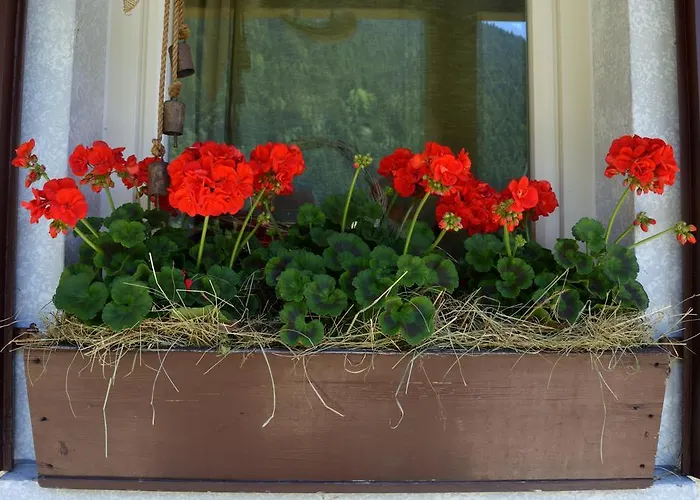 Hotel Panoramic Auronzo di Cadore